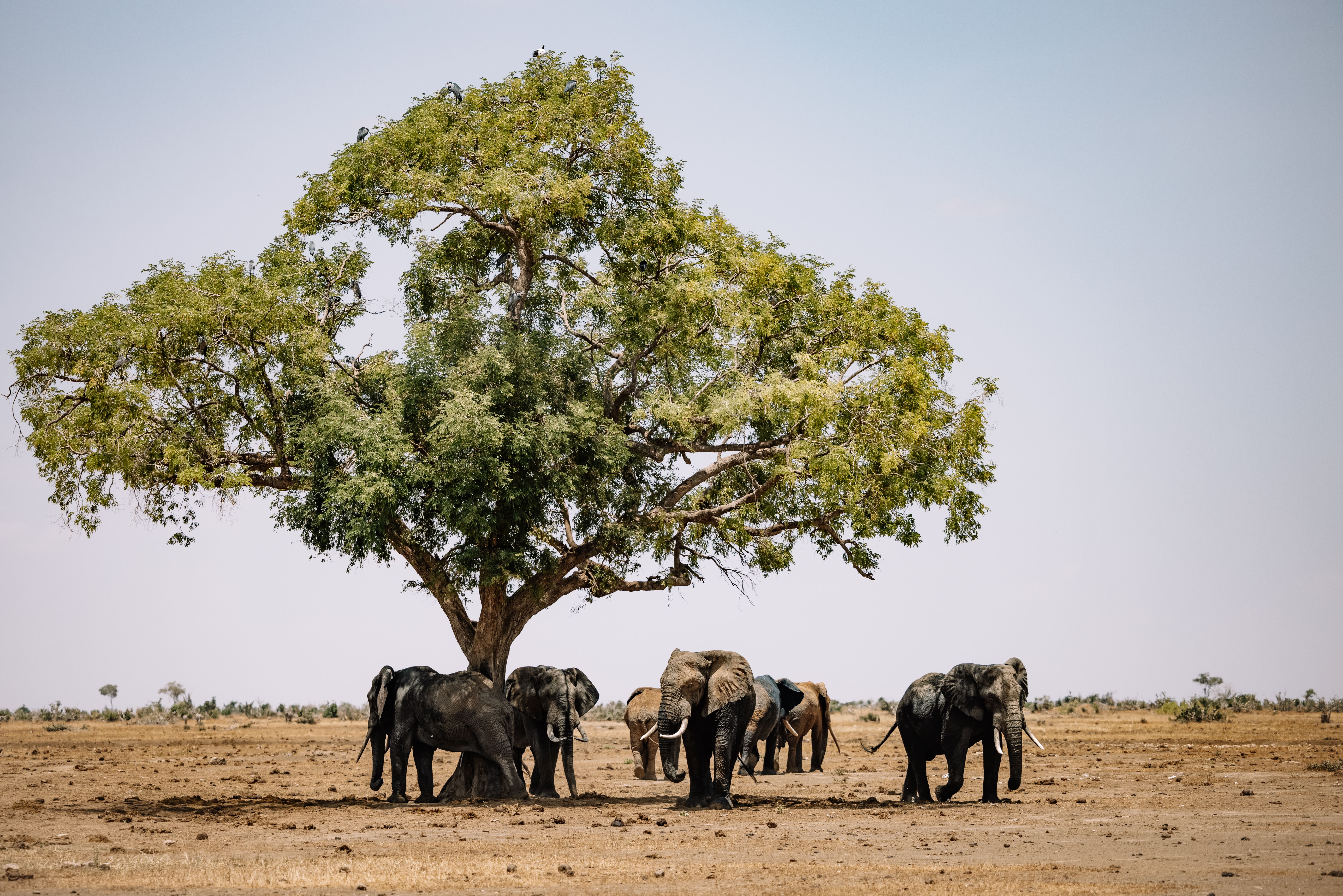 Botswana Safaris