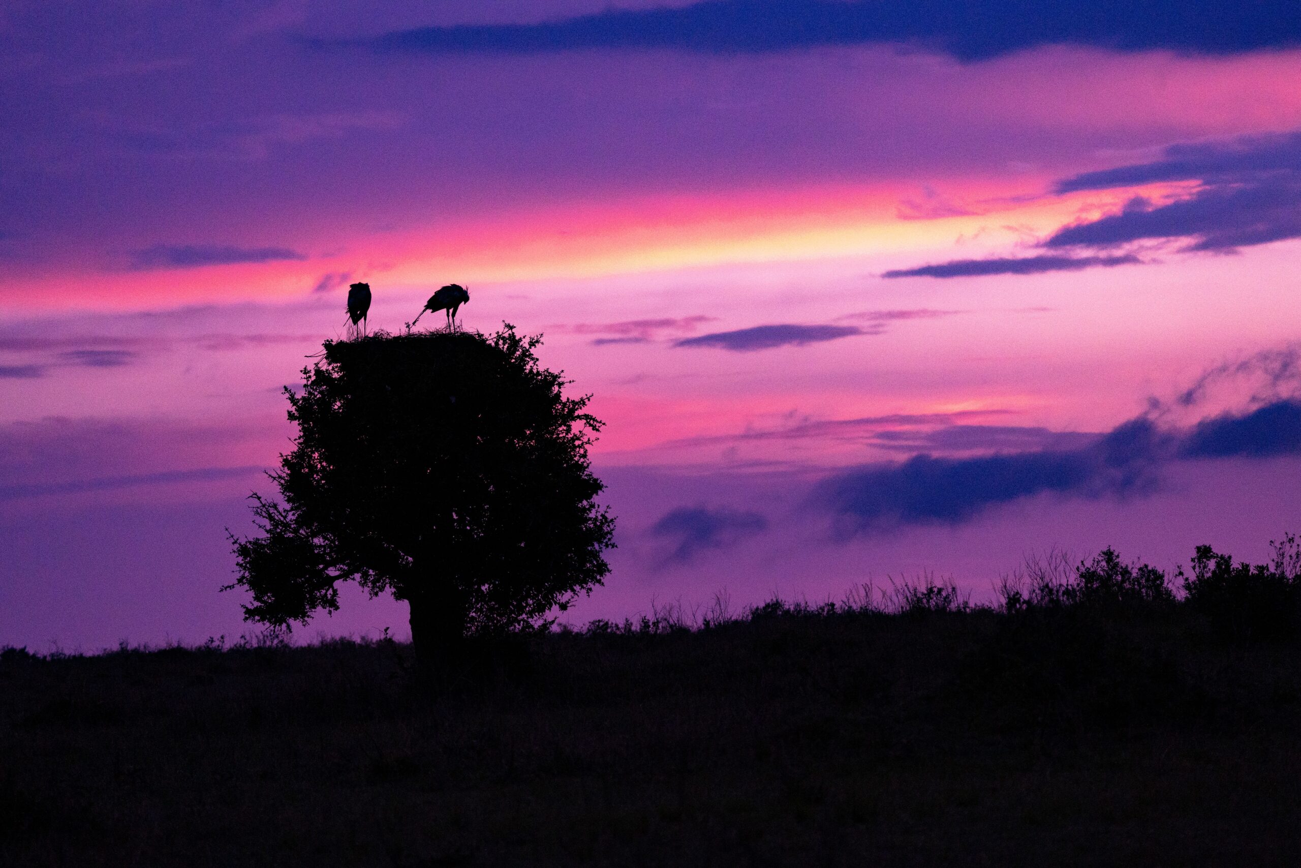 Kenya Safaris