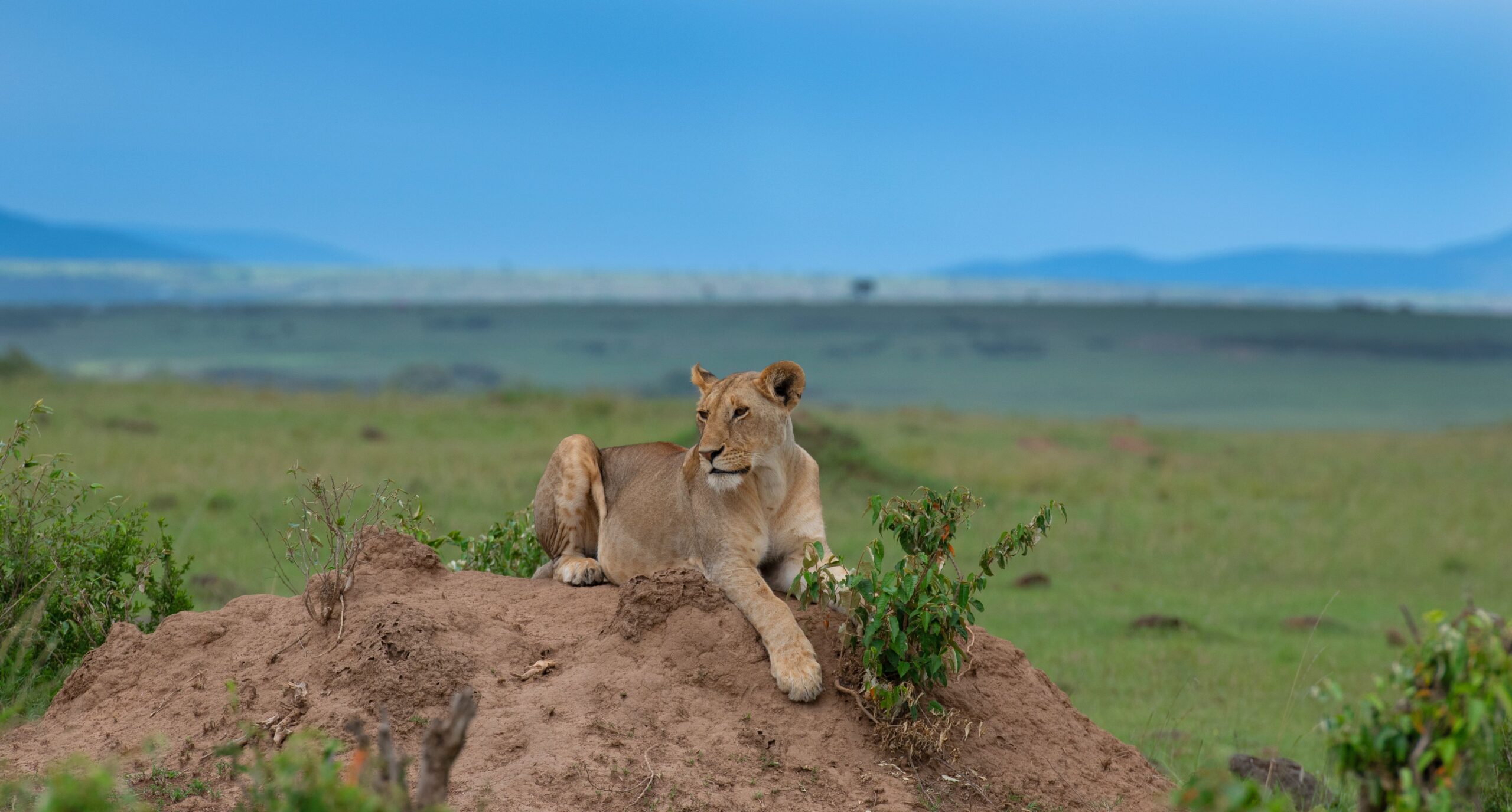 Kenya Safaris