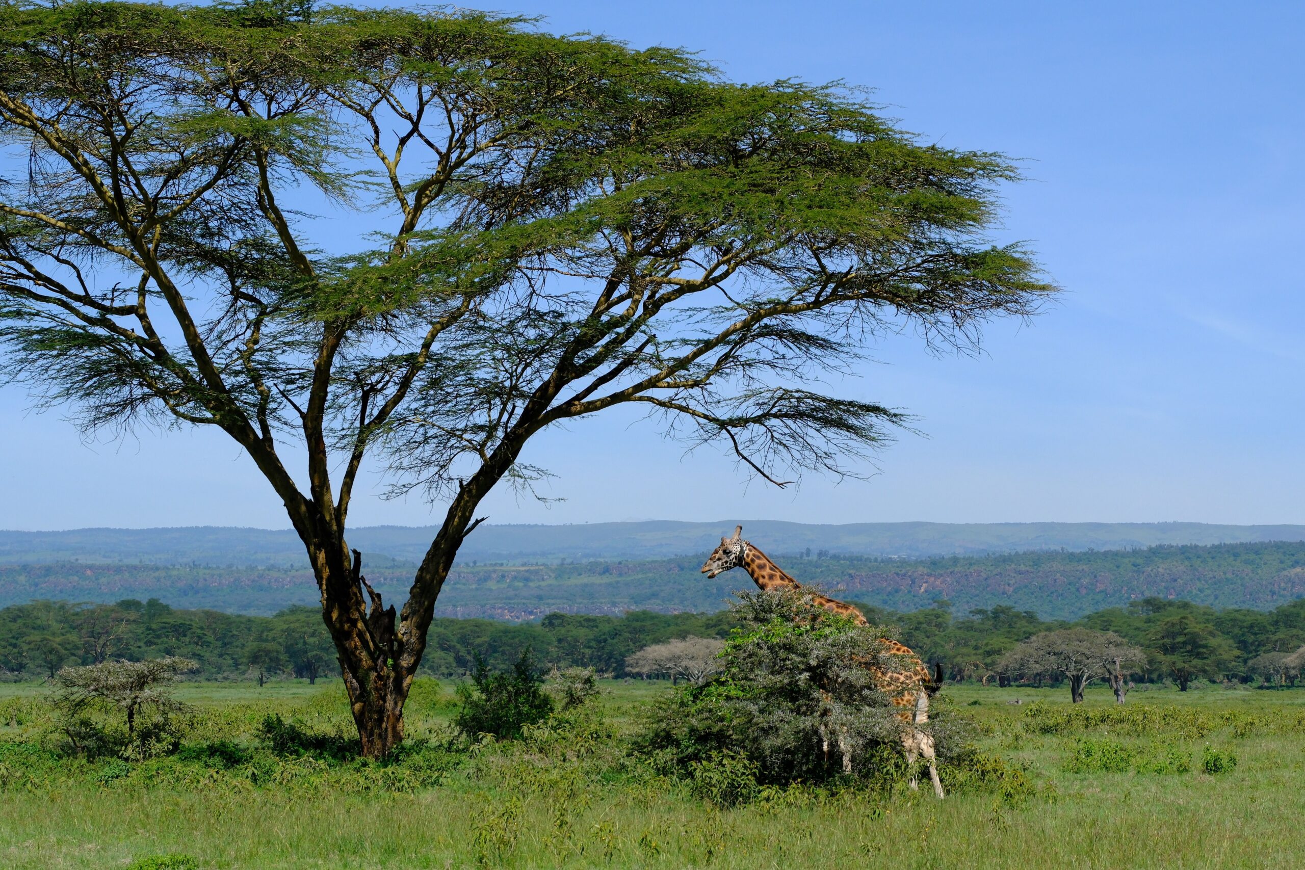 Kenya Safaris