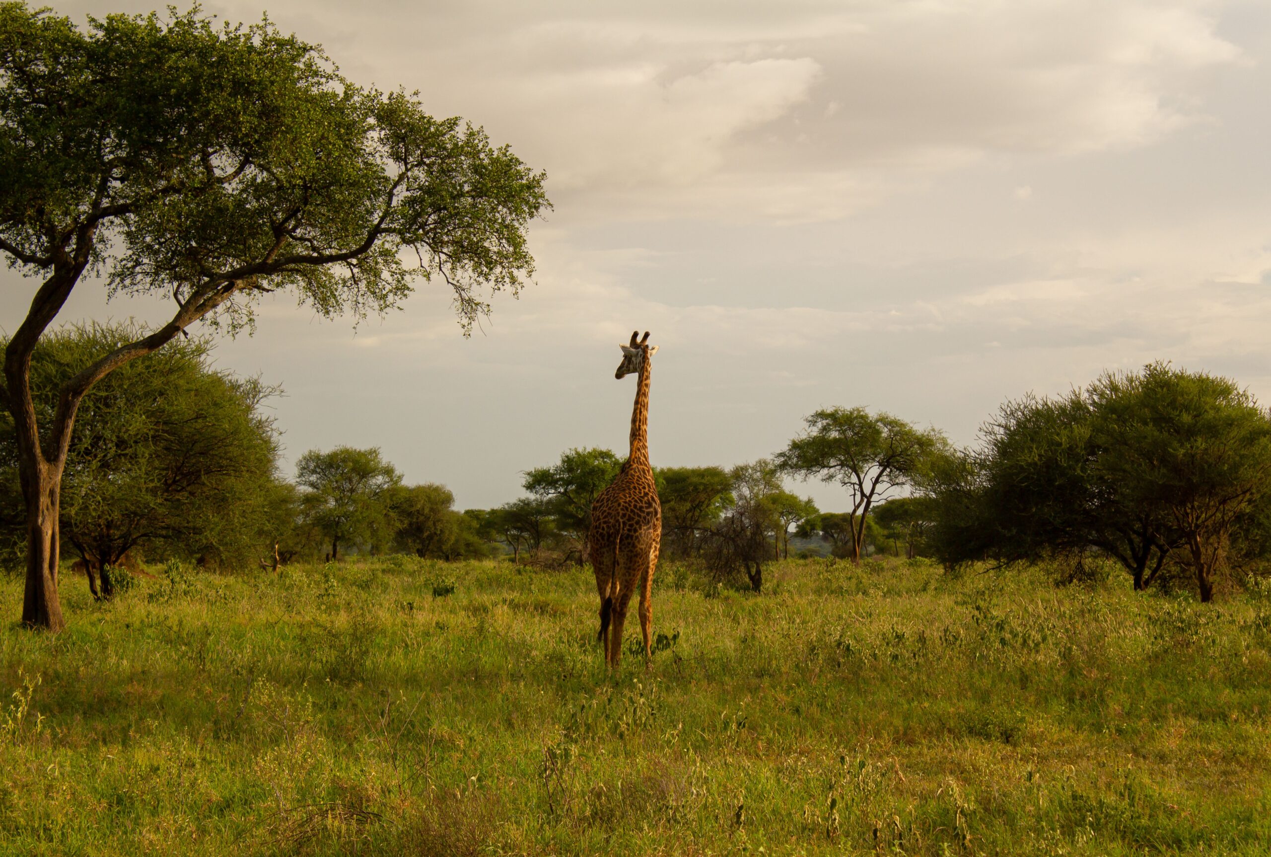 Tanzania Safaris