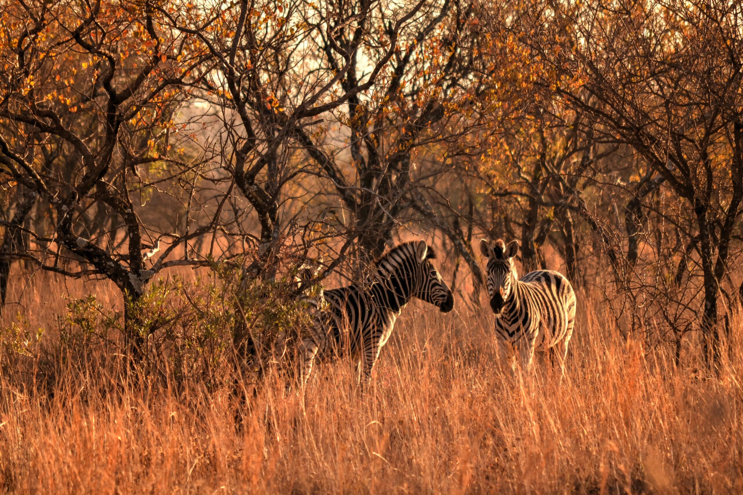 South Africa Safari