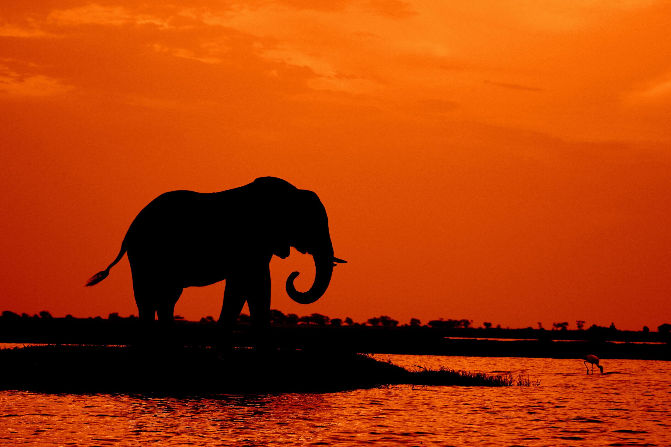 Botswana Safaris