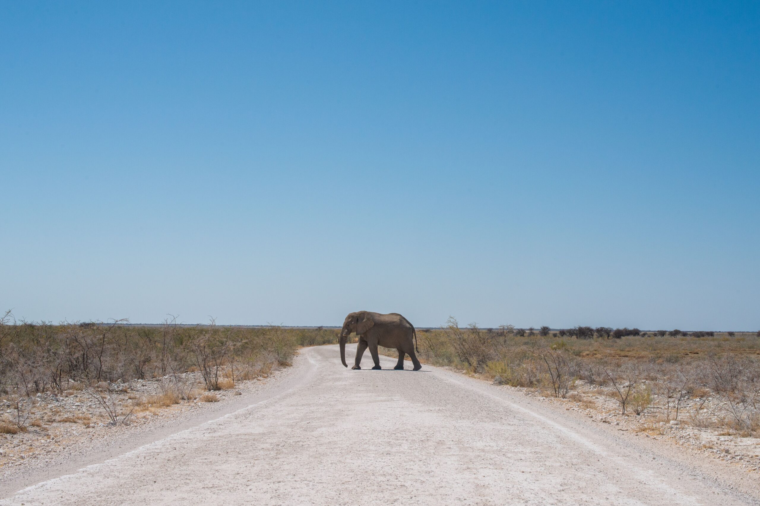 Namibia Safaris