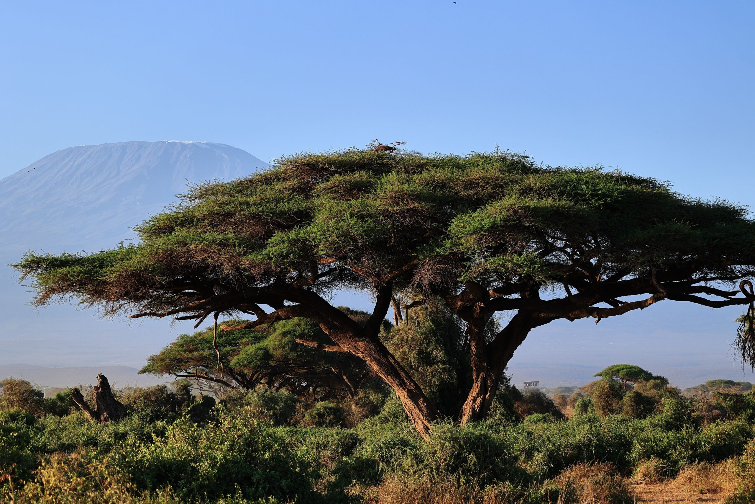 Tanzania Safaris