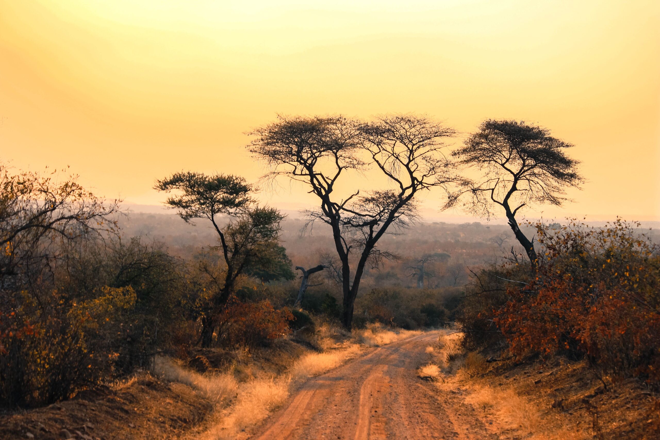 South Africa Safari